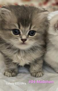 5 bkh katzen auf der Suche nach einem Zuhause