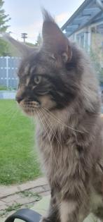 Große Maine Coon Dame mit Papieren/ kastriert