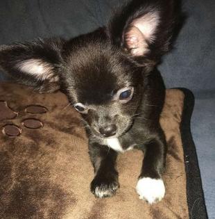 Zuckersüsses reinrassiges Chihuahua Mädchen mit Ahnentafel - vom geprüften Züch