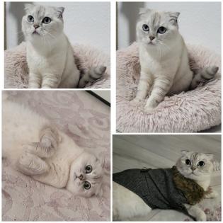 Schmusekatze sucht ein liebevolles zuhause