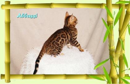 Bengal Kater sehr pfiffig keck und immer fröhlich sucht ein tolles Zuhause