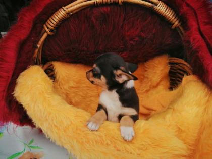Süßer Chihuahua-Welpe
