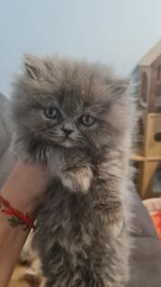 Creme Perser Kitten mit Nase