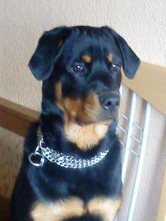 Lieber Rottweiler Rüde 1 Jahr kastriert umstandshalber in gute Hände abzugeben