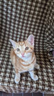 EKH Kitten 4 Monate