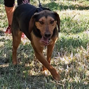 Hanni / Status sucht ein Zuhause