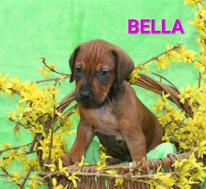 4 Rhodesian Ridgeback x Magyar Vizsla Welpen