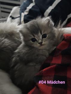 5 bkh katzen auf der Suche nach einem Zuhause