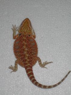 Wunderschöne Farbbartagamen Red Firetiger Orangetiger