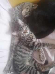 Drei Katzenmädchen abzugeben