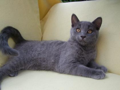 Vier kleine Katzen / Kätzchen / Kitten