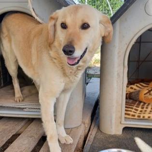 Kylo / Status sucht ein Zuhause