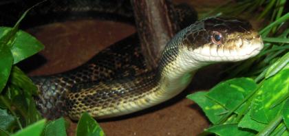 Biete 1. 1 Erdnattern Pantherophis obsoletus