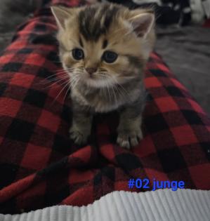 5 bkh katzen auf der Suche nach einem Zuhause