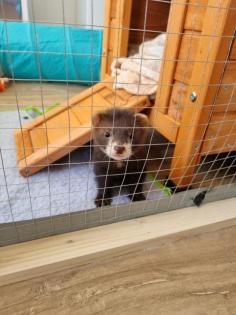 Frettchen Fähen