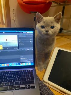 BKH Kitten Kater lilac m
