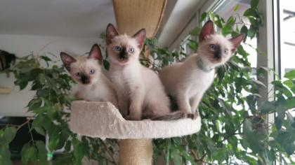 SIAM KITTEN seal point ab August auszugsbereit