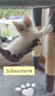 2 süße junge norwegische Waldkatzen Mix Kater suchen ein nettes Zuhause 12 Wochen alt