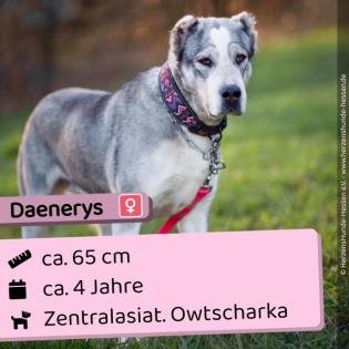 Daenerys - menschenbezogen lieb