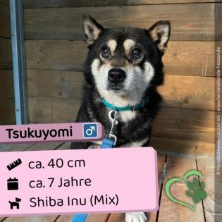Tsukuyomi - lieb freundlich