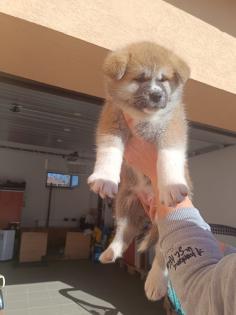 Japanische Akita Inu welpen