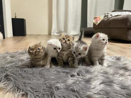 Fünf gesunde süße BKH- Kitten suchen ein neues Zuhause.