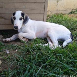 Mateo sucht ein Zuhause