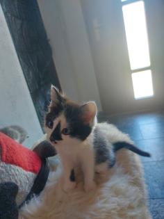 Kleine Kätzchen suchen ein neues zu Hause