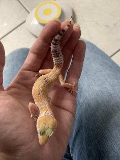 1. 0 Tangerine Het Raptor Leopardgecko Enz 22/ Übergabe Houten oder Hamm möglich
