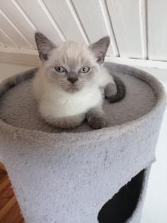 BKH-Kitten point und blau