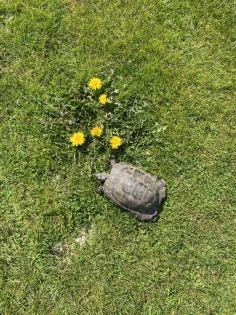 Maurische Landschildkröte