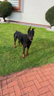 Dobermann Rude 3 Jahre alt