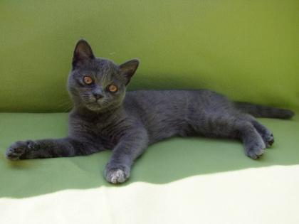 Vier kleine Katzen / Kätzchen / Kitten