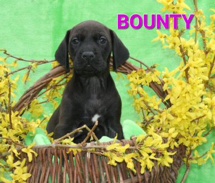 4 Rhodesian Ridgeback x Magyar Vizsla Welpen