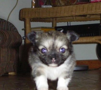 Langhaar Chihuahua Rüde 5 Wochen Jung