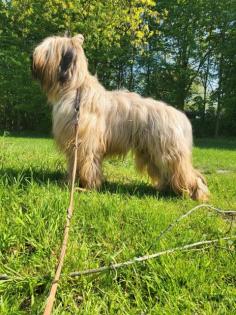 Briard Rüde 2 Jahre sucht ein neues zu Hause