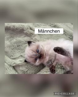 Perserkitten mit Nase
