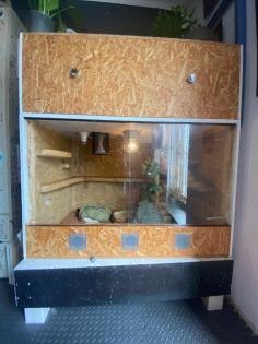 3 x Königspython Python Regius zu verkaufen