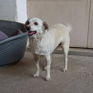 Ameli / Status sucht ein Zuhause