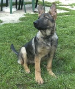 Deutscher Schäferhund Junghund/gerader Schlag wolfsgrau