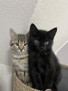 Kitten Katzenbabys Hauskatze entwurmt ab 12 Wochen abzugeben