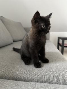 Siam/Bkh Mix Kitten Babys