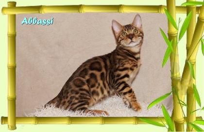 Bengal Kater sehr pfiffig keck und immer fröhlich sucht ein tolles Zuhause