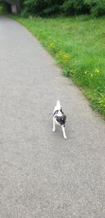 Chihuahua Mischling