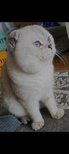 Scottish fold Kater 1 Jahr alt