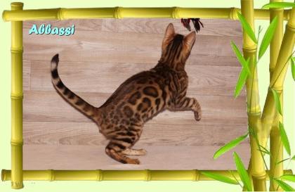 Bengal Kater sehr pfiffig keck und immer fröhlich sucht ein tolles Zuhause