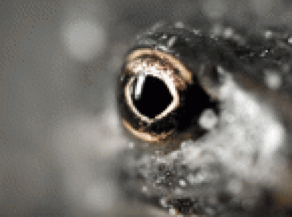 Suche adultes Creobroter gemmatus Blütenmantis Männchen