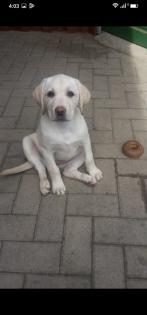 Verkaufe schöne Labrador Welpen