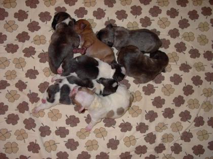 Reinrassige französische Bulldoggen