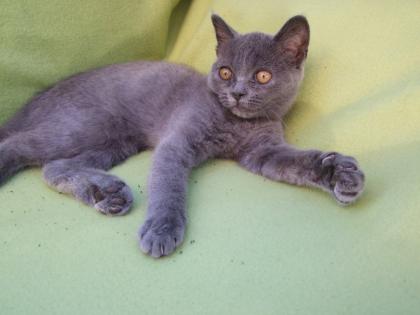 Zwei kleine Kätzchen / Kitten